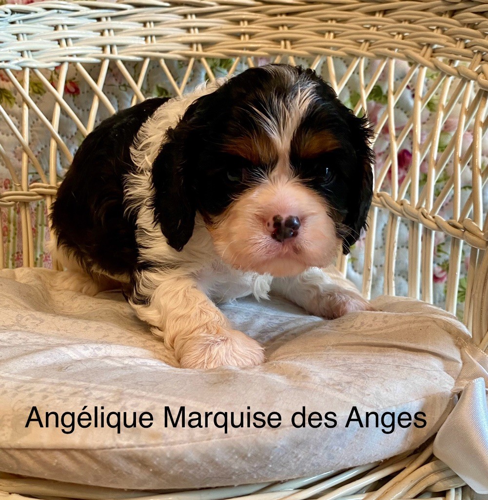 Marilyn Lopez - Chiots disponibles - Cavalier King Charles Spaniel