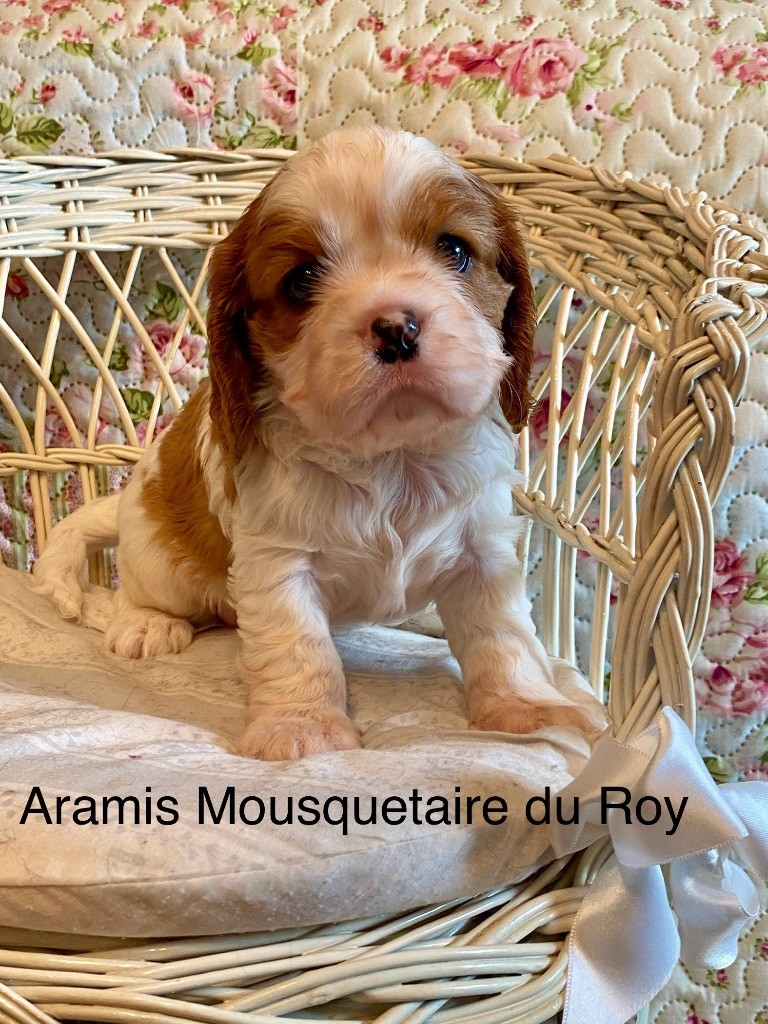 Marilyn Lopez - Chiots disponibles - Cavalier King Charles Spaniel
