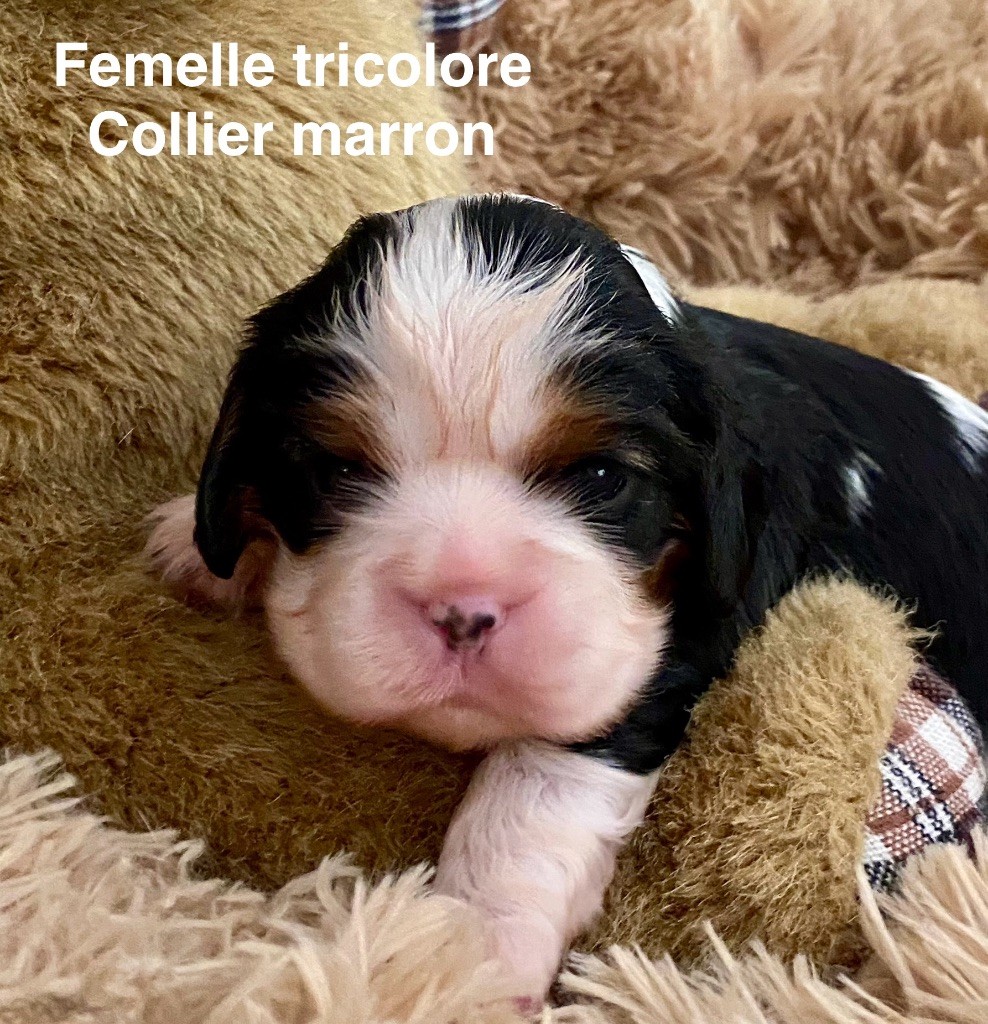 Marilyn Lopez - Chiots disponibles - Cavalier King Charles Spaniel