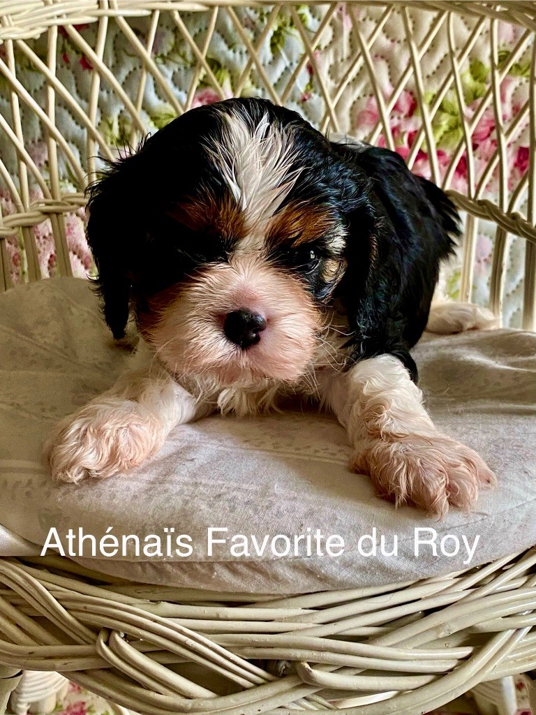 Marilyn Lopez - Chiots disponibles - Cavalier King Charles Spaniel