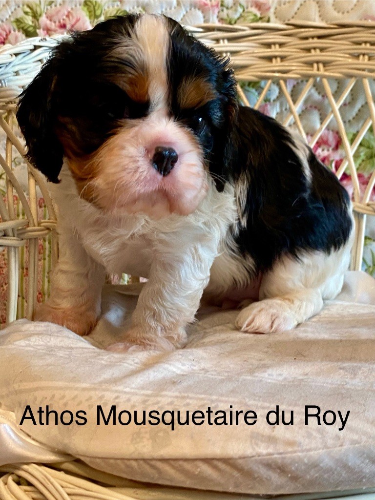 Marilyn Lopez - Chiots disponibles - Cavalier King Charles Spaniel