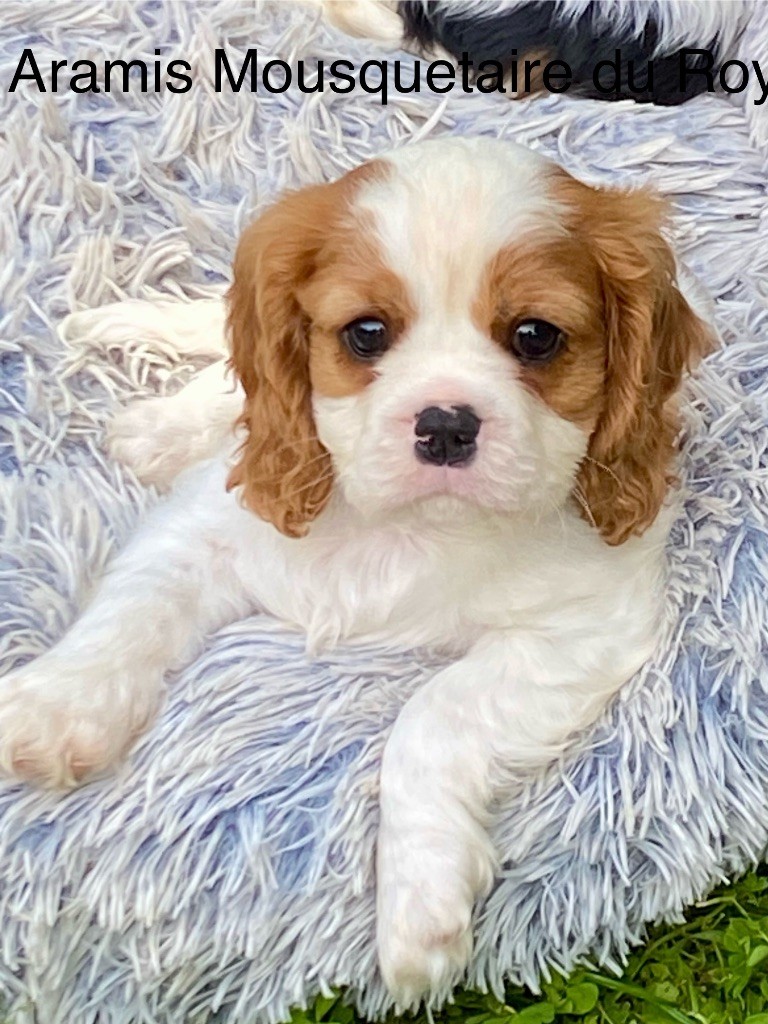Marilyn Lopez - Chiots disponibles - Cavalier King Charles Spaniel