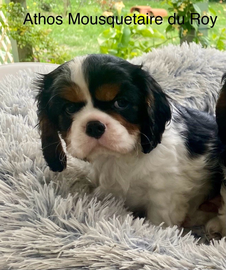 Marilyn Lopez - Chiots disponibles - Cavalier King Charles Spaniel