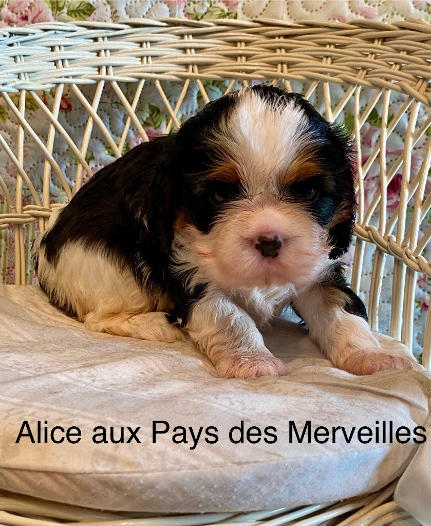 Marilyn Lopez - Chiots disponibles - Cavalier King Charles Spaniel
